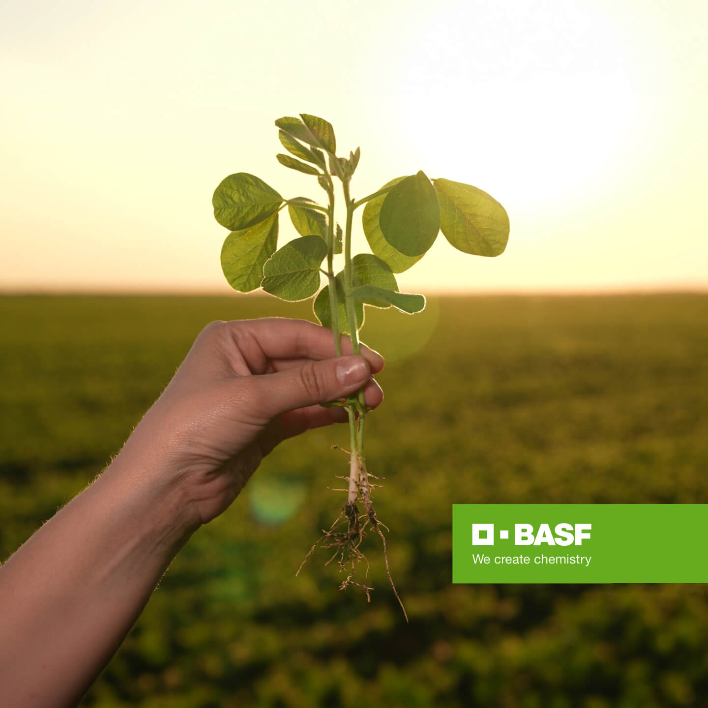 case_study_basf_card_image